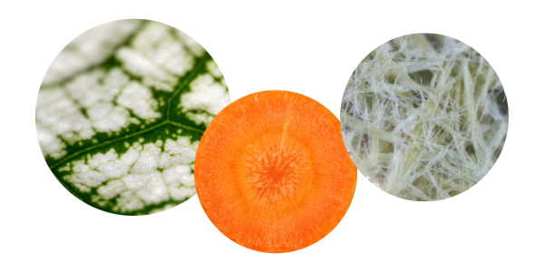 Pflanzenfasern können mittels Nassstrahlvermahlung verarbeitet werden, um eine optimale Nährstoffextraktion und Bioverfügbarkeit zu erzielen.